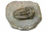 Bug-Eyed Coltraneia Trilobite Fossil - Unusual Brown Color #350853-5